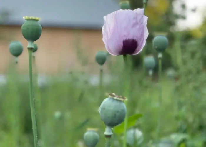 Apartment Goellitzhof